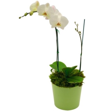 Phalaenopsis Orchid