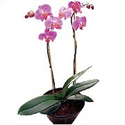Orchid