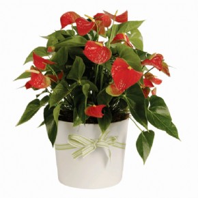 Anturium plant 