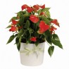 Anturium plant