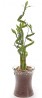Anturium plant