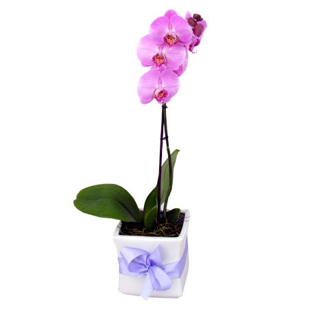 Mini Phalaenopsis Orchid pink