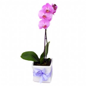 Mini Phalaenopsis Orchid pink