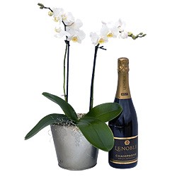 Phalaenopsis Orchid with CAVA