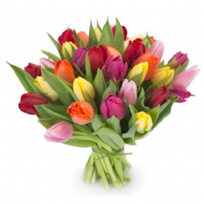   mix Tulips